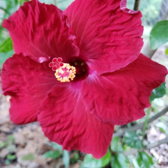 Meet your Posher, Darlee C.  Poshmark Ambassador - Picture 9 of 16